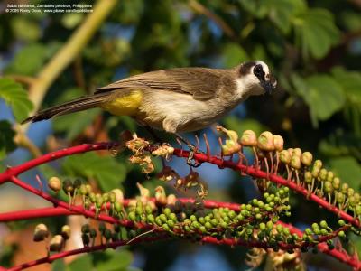 Yellow-vented Bulbul 

Scientific name: Pycnonotus goiavier 

Habitat: Common in gardens, urban areas and grasslands but not in mature forests. 

[20D + Sigmonster (Sigma 300-800 DG)]
