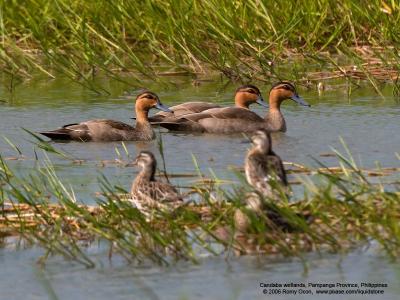 Philippine Duck 
(a Philippine endemic) 

Scientific name - Anas luzonica 

Habitat - Freshwater marshes, shallow lakes and ricefields. 

[20D + Sigmonster (Sigma 300-800 DG)] 

