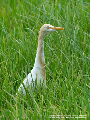 Cattle Egret 
(Breeding plumage)

Scientific name: Bubulcus ibis 

Habitat: Common in pastures, ricefields and marshes. 

[350D + 100-400 L IS, hand held]

