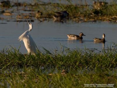 Little Egret/Garganey 

Scientific name: Egretta Garzetta/Anas querquedula 

Habitat: Coastal marsh and tidal flats to ricefields/Common in fresh water marshes and shallow lakes. 

[20D + Sigmonster (Sigma 300-800 DG) + Sigma 2x TC, 1600 mm, 80 m distance] 
