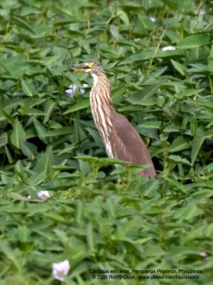 Chinese Pond-Heron 

Scientific name - Ardeola bacchus 

Habitat - Ricefields and marshes, rare in the Philippines

[20D + Sigmonster (Sigma 300-800 DG)]