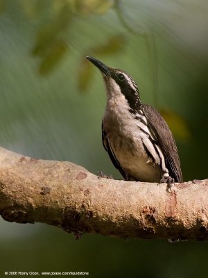 Stripe-headed Rhabdornis 
(a Philippine endemic) 

Scientific name - Rhabdornis mystacalis 

Habitat - Lowland forest and second growth. 

[20D + Sigmonster (Sigma 300-800 DG)]