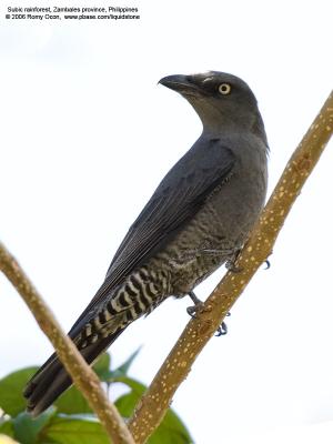 Bar-bellied Cuckoo-shrike (Female) 

Scientific name - Coracina striata striata 

Habitat - Forest and forest edge. 

[20D + Sigmonster (Sigma 300-800 DG)]
