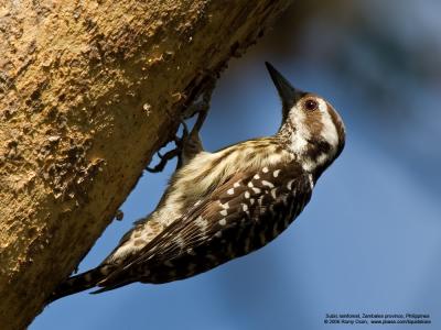 Philippine Woodpecker 
(a Philippine endemic) 

Scientific name - Dendrocopos maculatus 

Habitat - Smallest Philippine woodpecker, common in lowland and montane forest and edge, 
in understory and canopy. 

[20D + Sigmonster (Sigma 300-800 DG)] 
