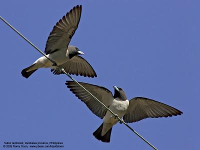 Mating Wood-swallows