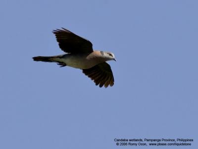 Island Collared-Dove 

Scientific name - Streptopelia bitorquata 

Habitat - In lowlands, in open areas and mangroves. 

[1DM2 + 400 5.6L, hand held] 
