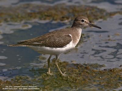 Common Sandpiper 

Scientific name - Actitis hypoleucos 

Habitat - Common along the shores of wide variety of wetlands. 

[20D + Sigmonster (Sigma 300-800 DG)] 

