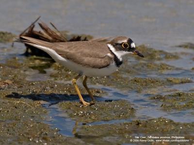 Little Ringed-Plover 

Scientific name - Charadrius dubius 

Habitat - Ricefields to river beds. 

[20D + Sigmonster (Sigma 300-800 DG)]
