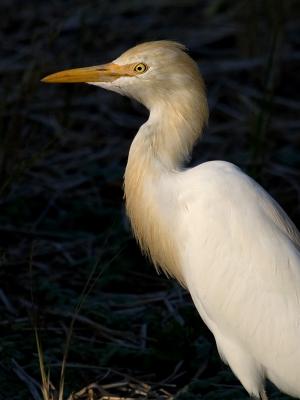 Cattle Egret 
(Breeding plumage) 

Scientific name: Bubulcus ibis 

Habitat: Common in pastures, ricefields and marshes. 

[1DM2 + 400 5.6L + Sigma 1.4x TC, hand held] 

