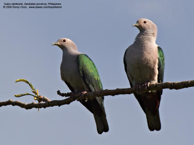 Green Imperial-Pigeon 

Scientific name - Ducula aenea aenea 

Habitat - Lowland and middle elevation forest. 

[20D + Sigmonster (Sigma 300-800 DG) + Sigma 2x TC, 1600 mm, 60++ m distance]
