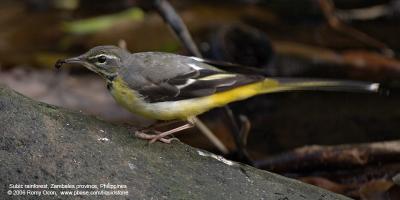Grey Wagtail 

Scientific name - Motacilla cinerea 

Habitat - Streams and forest roads at all elevations. 

[20D + Sigmonster (Sigma 300-800 DG)]
