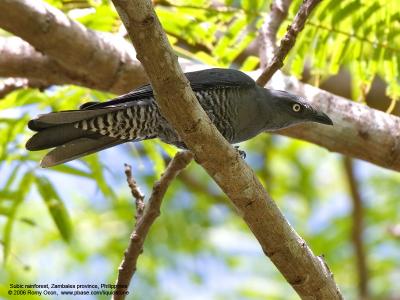 Bar-bellied Cuckoo-shrike (Female) 

Scientific name - Coracina striata striata 

Habitat - Forest and forest edge. 

[20D + Sigmonster (Sigma 300-800 DG)]