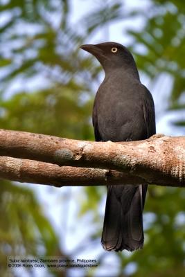 Bar-bellied Cuckoo-shrike (Male) 

Scientific name - Coracina striata striata 

Habitat - Forest and forest edge. 

[20D + Sigmonster (Sigma 300-800 DG)]
