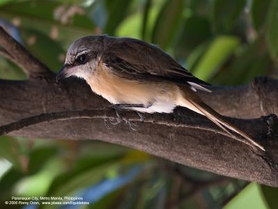 Brown Shrike 

Scientific name - Lanius cristatus 

Habitat - Common in all habitats at all elevations. 

[20D + Sigmonster (Sigma 300-800 DG)] 
