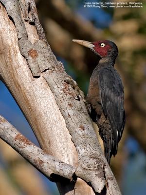 Woodpecker Close-ups at Subic Rainforest