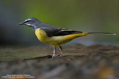 Grey Wagtail 
(Breeding plumage)

Scientific name - Motacilla cinerea 

Habitat - Streams and forest roads at all elevations. 

[20D + Sigmonster (Sigma 300-800 DG)] 
 


