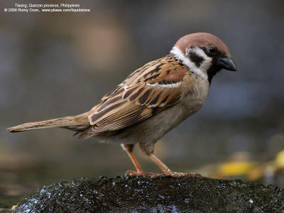 Eurasian Tree Sparrow 

Scientific name - Passer montanus 

Habitat - Common in virtually every inhabited island. 

[20D + Sigmonster (Sigma 300-800 DG)]
