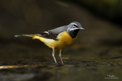 Grey Wagtail 

Scientific name - Motacilla cinerea 

Habitat - Streams and forest roads at all elevations. 

[20D + Sigmonster (Sigma 300-800 DG)] 



