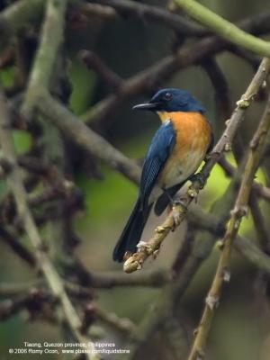 Mangrove Blue Flycatcher 

Scientific name - Cyornis rufigastra blythi (endemic race)

Habitat - Disturbed forest, early second growth and in the lowlands.

[20D + Sigmonster (Sigma 300-800 DG)]