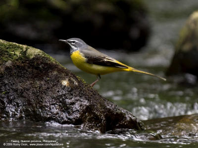 Grey Wagtail 

Scientific name - Motacilla cinerea 

Habitat - Streams and forest roads at all elevations. 

[20D + Sigmonster (Sigma 300-800 DG)] 
