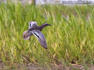 Garganey 
(Male) 

Scientific name - Anas querquedula 

Habitat - Freshwater marshes and shallow lakes. 

[1DM2 + Sigmonster (Sigma 300-800 DG)]
