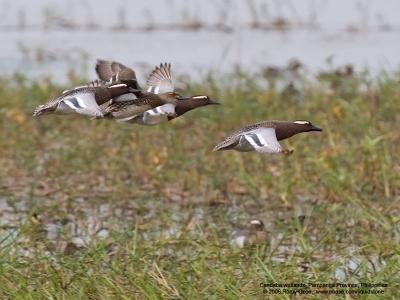 Garganey 
(Three males and a female) 

Scientific name - Anas querquedula 

Habitat - Freshwater marshes and shallow lakes. 

[20D + Sigmonster (Sigma 300-800 DG), AI servo center point] 
