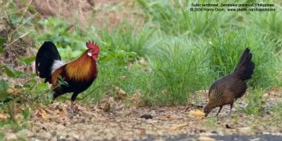 Red Junglefowl
(Male at left, female at right) 

Scientific name - Gallus gallus 

Habitat - Forest and forest edge up to 2000 m. 

[20D + Sigmonster (Sigma 300-800 DG)]
