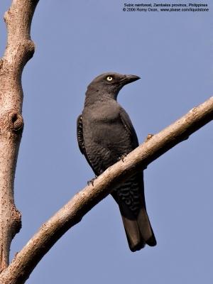 Bar-bellied Cuckoo-shrike (Female) 

Scientific name - Coracina striata striata 

Habitat - Forest and forest edge. 

[20D + Sigmonster (Sigma 300-800 DG)] 
