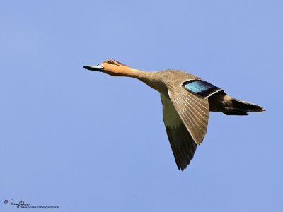 Philippine Duck 
(a Philippine endemic) 

Scientific name - Anas luzonica 

Habitat - Freshwater marshes, shallow lakes and ricefields. 

[1DM2 + 500 f4 L IS, hand held, IS off]