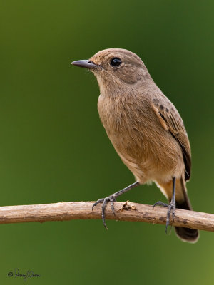 Pied Bushchat(Female) 

Scientific name - Saxicola caprata 

Habitat - Drier open country, grasslands and cultivated areas. 

[20D + 500 f4 L IS + Canon 1.4x TC, hand held]
