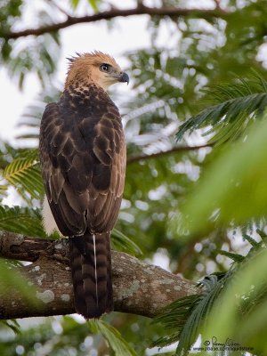 Philippine Hawk-Eagle 
(a Philippine endemic, immature) 

Scientific name - Spizaetus philippensis 

Habitat - Uncommon in forest from the lowlands to over 1900 m. 

[20D + 500 f4 L IS + Canon 1.4x TC, hand hedl] 

