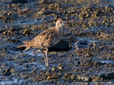 Asian Golden-Plover 

Scientific name - Pluvialis fulva 

Habitat - Common from coastal exposed mud and coral flats, beaches to ricefields. 

[20D + 500 f4 L IS + Canon 1.4x TC, hand held]
