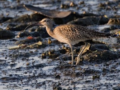 Whimbrel 

Scientific name - Numenius phaeopus 

Habitat - Along the coast in grassy marshes, mud and on exposed coral flats, beaches and sometimes in ricefields. 

[20D + 500 f4 L IS + Canon 1.4x TC, hand held]
