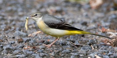 Grey Wagtails are back!