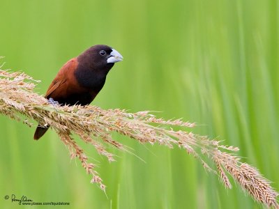 Chestnut Munia 

Scientific name: Lonchura malacca 

Habitat: Ricefields, grasslands and open country. 

[20D + 500 f4 L IS + Canon 1.4x TC, hand held]
