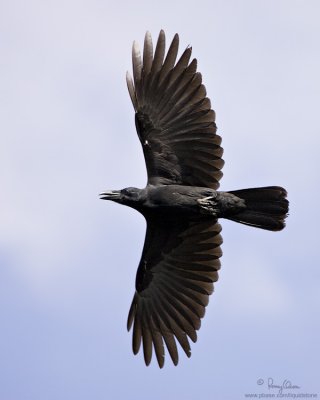 Large-billed Crow 

Scientific name - Corvus macrorhynchos 

Habitat - open country. 

[1DM2 + 100-400 IS, hand held]