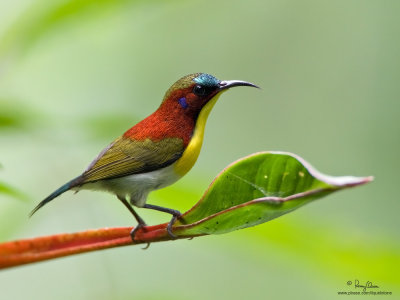 Flaming, Metallic-winged, Handsome and Crimson Sunbirds, and Spiderhunters