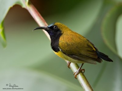 Flaming Sunbird 
(a Philippine endemic, male) 

Scientific name - Aethopyga flagrans flagrans 

Habitat - Uncommon in forest, edge and second growth up to 1350 m. 

[40D + 500 f4 L IS + Canon 1.4x TC, 475B tripod/3421 gimbal head] 
