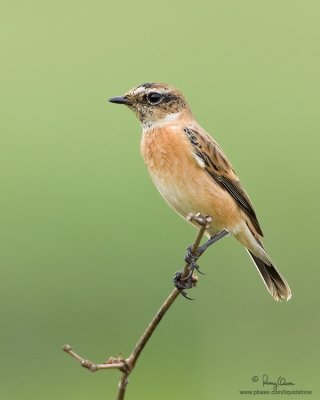 Siberian Stonechat 

Scientific name - Saxicola maura 

Habitat - Grasslands and ricefields. 

[40D + 500 f4 L IS + Canon 1.4x TC, hand held] 


