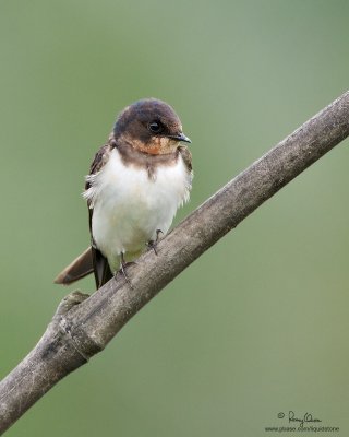 Barn Swallow 

Scientific name - Hirundo rustica 

Habitat - from coast to above forests in high mountains. 

[40D + 500 f4 L IS + Canon 1.4x TC + Tamron 1.4x TC, MF via Live View, 1000 mm, f/10, 475B/3421 support ] 
