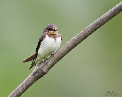 Barn Swallow 

Scientific name - Hirundo rustica 

Habitat - from coast to above forests in high mountains. 

[40D + 500 f4 L IS + Canon 1.4x TC + Tamron 1.4x TC, MF via Live View, 1000 mm, f/10, 475B/3421 support ]