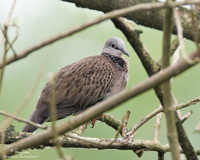 Spotted Dove 

Scientific name - Streptopelia chinensis 

Habitat - Common in open country and agricultural areas. 

[40D + 500 f4 L IS + Canon 1.4x TC, 475B/3421 support] 
