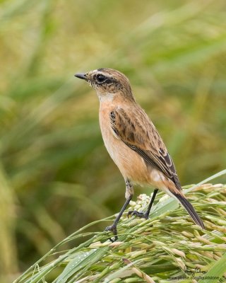 Siberian Stonechat 

Scientific name - Saxicola maura 

Habitat - Grasslands and ricefields. 

[40D + 500 f4 L IS + Canon 1.4x TC, hand held