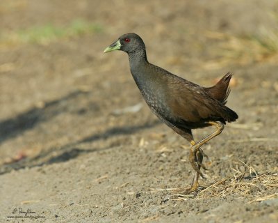 Plain Bush-Hen 
(a near Philippine endemic) 

Scientific name - Amaurornis olivaceus 

Habitat - Drier grasslands and scrub. 

[300D + Sigmonster (Sigma 300-800 DG), 475B/3421 support] 
