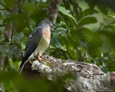 Chinese Goshawk (adult) 

Scientific name - Accipiter soloensis 

Habitat - Forest and forest edge. 

[40D + 500 f4 L IS + Canon 1.4x TC, 475B/3421 support]
