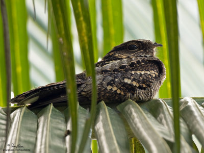 Philippine Nightjar 

Scientific name - Caprimulgus manillensis 

Habitat - Uncommon in scrub, second growth and pine forest up to 2000 m. 

[40D + Sigmonster, MF via Live View, 475B/3421 support] 
