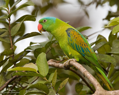 Blue-naped Parrot 
(a near Philippine endemic) 

Scientific name - Tanygnathus lucionensis 

Habitat - uncommon in forest and forest edge. 

[SUBIC RAINFOREST, ZAMBALES PROVINCE, 40D + 500 f4 L IS + Canon 1.4x TC, bean bag]
