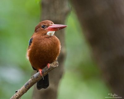 White-throated Kingfisher 

Scientific name - Halcyon smyrnensis 

Habitat - Clearings, along large streams and rivers, and in open country. 

[MORONG, BATAAN PROVINCE, 40D + 500 f4 IS + Canon 1.4x TC, bean bag] 
