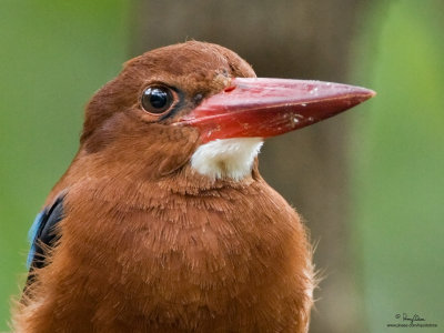 White-throated Kingfisher 

Scientific name - Halcyon smyrnensis 

Habitat - Clearings, along large streams and rivers, and in open country. 

[Processed 100% crop] 
 


