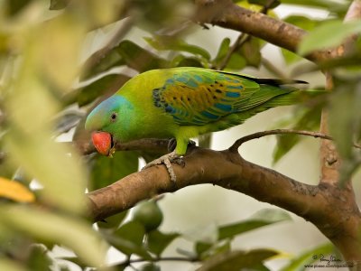 Blue-naped Parrot 
(a near Philippine endemic) 

Scientific name - Tanygnathus lucionensis 

Habitat - uncommon in forest and forest edge. 

[SUBIC RAINFOREST, ZAMBALES PROVINCE, 40D + 500 f4 L IS + Canon 1.4x TC, bean bag] 
